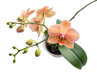 Beautiful peach orchid houseplant adds elegance to any space with its vibrant colors and delicate petals, creating serene atmosphere