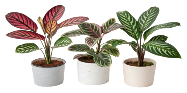 Colorful houseplants like calathea bring vibrant life to any space, resembling peacock stunning plumage with their unique patterns