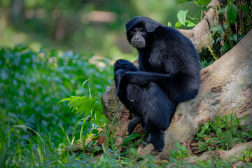 Close-up portrait of a Siamang monkey