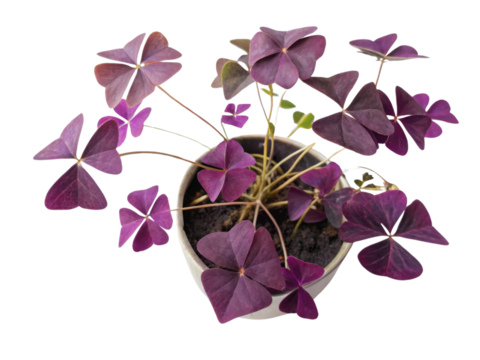 Vibrant purple shamrock houseplant adds touch of elegance to any space with its unique leaf shape and rich color