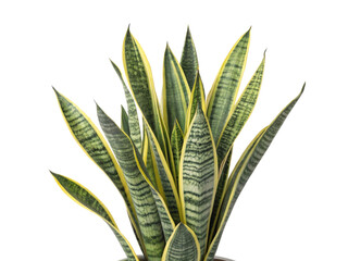 Fototapeta premium Sansevieria trifasciata zeylanica is stunning houseplant known for its striking leaves and easy care, perfect for any indoor space
