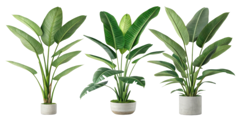 Strelitzia nicolai is stunning houseplant that brings tropical vibe to any space with its lush green leaves and elegant stature