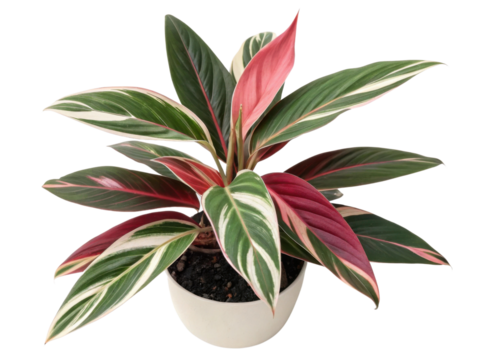 Stromanthe sanguinea, also known as triostar, is stunning houseplant with vibrant leaves that bring life to any indoor space