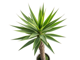 Fototapeta premium Yucca elephantipes is stunning houseplant known for its striking foliage and unique shape, perfect for enhancing any indoor space