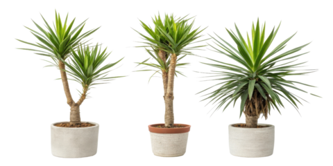 Yucca elephantipes is popular houseplant known for its striking appearance and easy care. These plants add vibrant touch to any indoor space