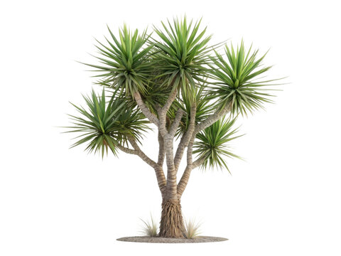 Beautiful yucca elephantipes houseplant adds touch of elegance to any indoor space with its striking foliage and unique structure