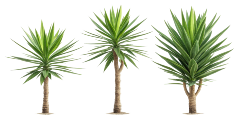 Yucca plants are stunning houseplants that bring touch of nature indoors with their striking foliage and unique structure