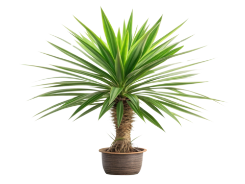 Yucca is popular houseplant known for its striking appearance and easy care, making it perfect addition to any indoor space