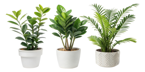 Beautiful houseplants like these can transform any space into vibrant oasis, showcasing gem of nature beauty in your home