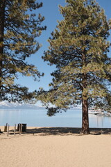 Obraz premium Pine Trees with a view