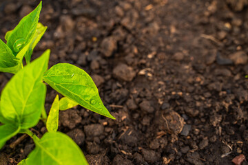 Bell pepper sprout in water drops close-up at sunset
