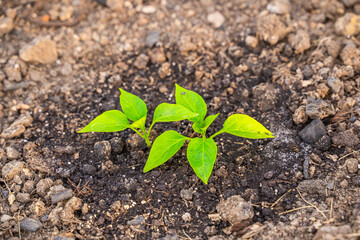 Seedlings of sweet bell pepper growing in a greenhouse, close-up