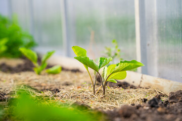 Eggplant seedlings growing in a greenhouse with mulched soil, close-up
