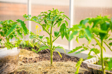 Tomato seedlings growing in a greenhouse with mulched soil, close-up