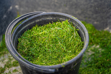 Bucket with green mowed grass, close-up in a garden cart. Material for mulching the soil of the...