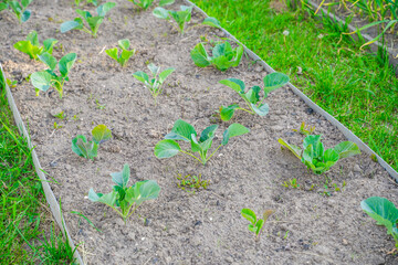 Cabbage seedlings growing in the garden bed