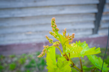 Grape buds in the vineyard close-up. Beginning of grape flowering in spring