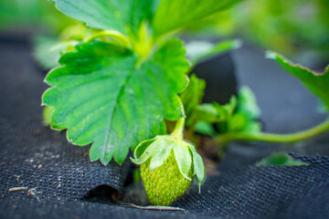 Green strawberries close-up on a vegetable garden bed