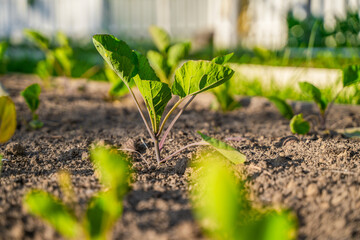 Seedlings of different varieties of cabbage growing in a vegetable garden, close-up