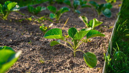 Seedlings of different varieties of cabbage growing in a vegetable garden, close-up