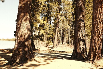 Lost in the forest