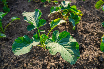 Seedlings of different varieties of cabbage growing in a vegetable garden, close-up