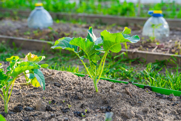 Seedlings of different varieties of cabbage growing in a vegetable garden, close-up