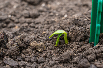 Young cucumber sprout sprouting through the soil, close-up. Seeds sprouted in the garden