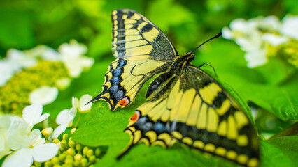 Close-up of a beautiful swallowtail butterfly (Papilio machaon) resting on vibrant green leaves among white flowers in a natural garden setting. Detailed wings and vivid summer colors