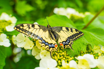 Close-up of a beautiful swallowtail butterfly (Papilio machaon) resting on vibrant green leaves...