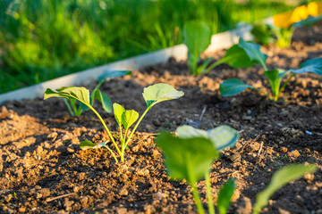 Freshly planted cabbage seedlings grow in the garden in the morning at sunrise. Young vegetable sprouts