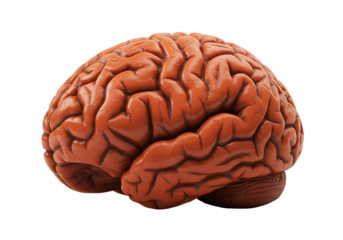 Human Brain Anatomy Structure Function  Neurological Study on Transparent background