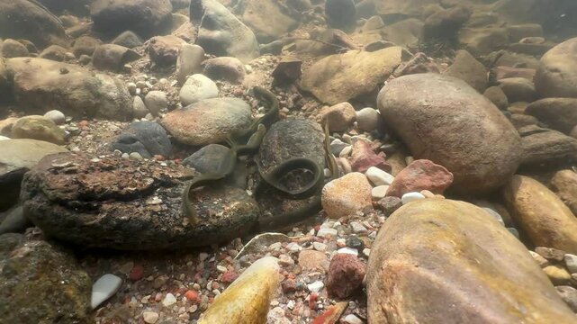 Brook lampreys (Lampetra planeri) in a shallow river. Estonia.