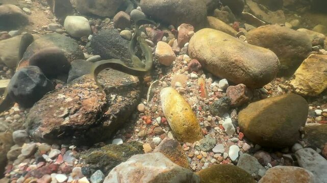 Two Brook lampreys (Lampetra planeri) fighting in a shallow stream at the spawning site, Estonia.