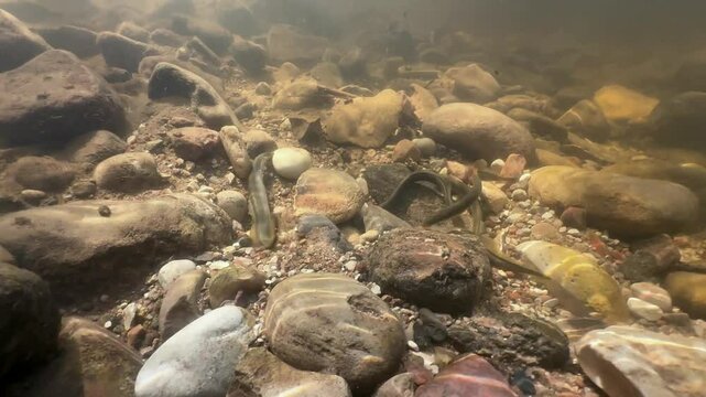 Group of Brook lampreys (Lampetra planeri) at the spawning site in Estonia.