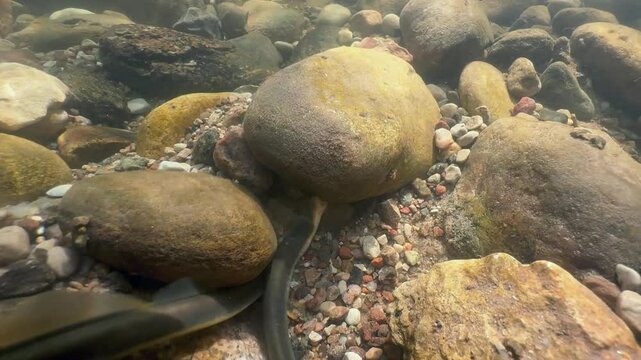 Two Brook lampreys (Lampetra planeri) fighting at the spawning site, Estonia.
