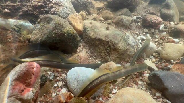 Group of Brook lampreys (Lampetra planeri) at the spawning site. Estonia.