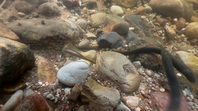 Three Brook lampreys (Lampetra planeri) at the potential spawning site, Estonia.