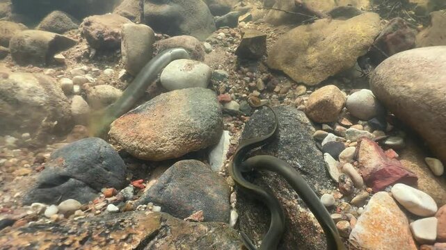 In preparation for spawning, a Brook lamprey (Lampetra planeri) tries to move a stone that is too big for him. Estonia.