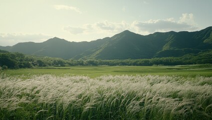 Gentle hills, grassy field, and white wildflowers