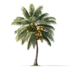 Fototapeta premium Tall exotic palm tree with coconuts isolated on white background, tropical plant perfect for summer, beach, and nature concepts with fresh green leaves