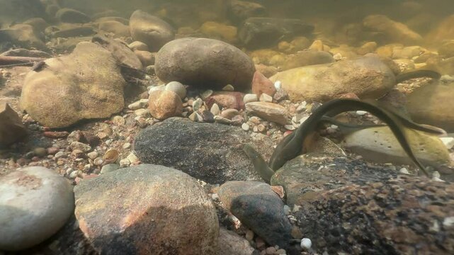 Brook lampreys (Lampetra planeri) preparing for spawning in a shallow river. Estonia.