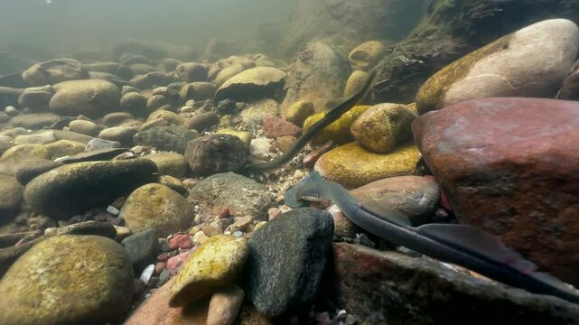 Brook lamprey (Lampetra planeri) removing small stone at the spawning site, Estonia.