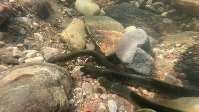 Three Brook lampreys (Lampetra planeri) in a small creek during the spawning season, Estonia.