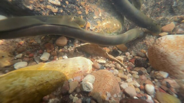 Close-up of Brook lampreys at the spawning ground, Estonia.