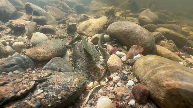 Brook lampreys (Lampetra planeri) in a shallow river in Estonia.
