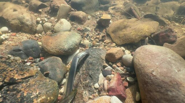 Brook lamprey (Lampetra planeri) overestimates its ability to move rocks. Estonia.