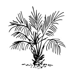Tropical bush, palm tree, plants and nature. Simple vector drawing with black outline. Ink sketch.