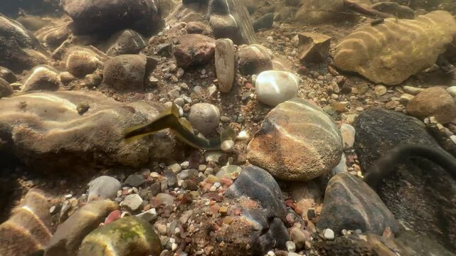 Brook lampreys (Lampetra planeri) preparing for spawning, Estonia.