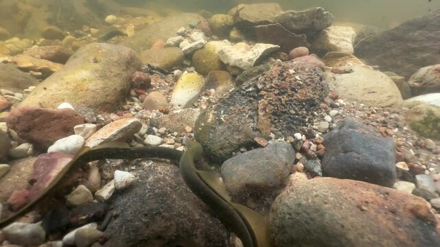 Underwater footage of Brook lampreys at the spawning site, Estonia.
